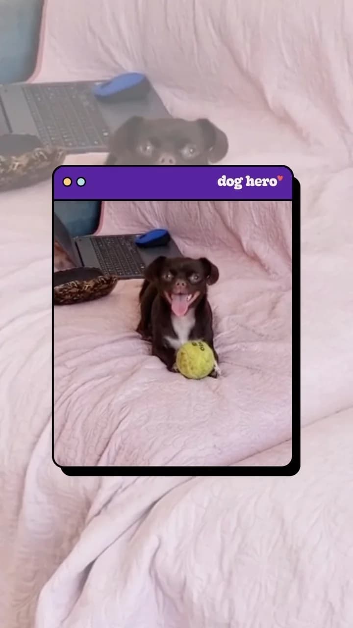 DogHero