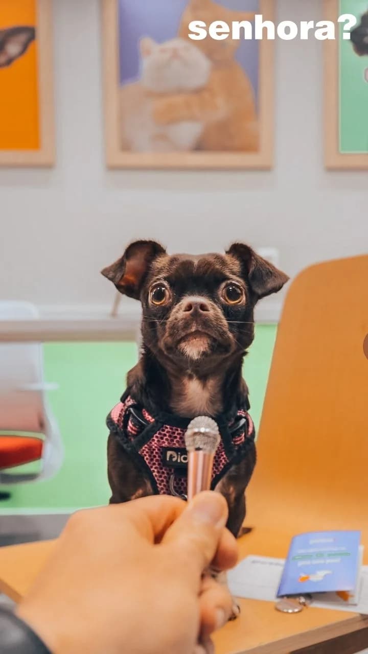 Plano de Saúde PetLove