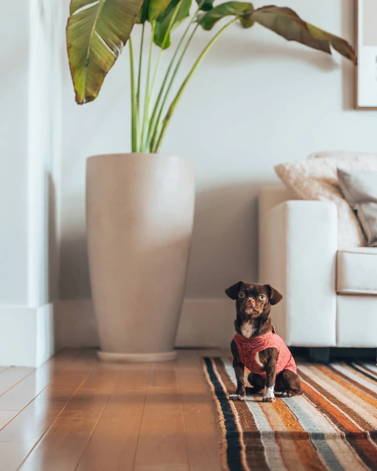 Martha: Uma Rainha em Casa