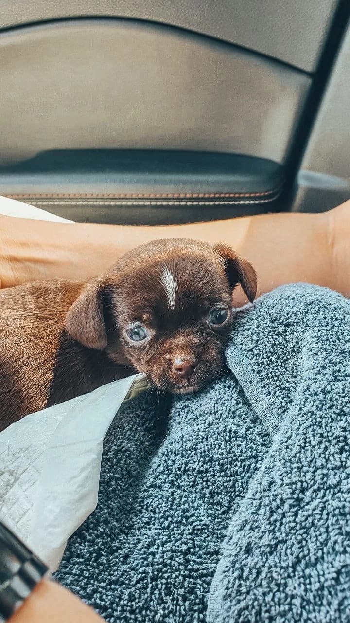 Martha chegou