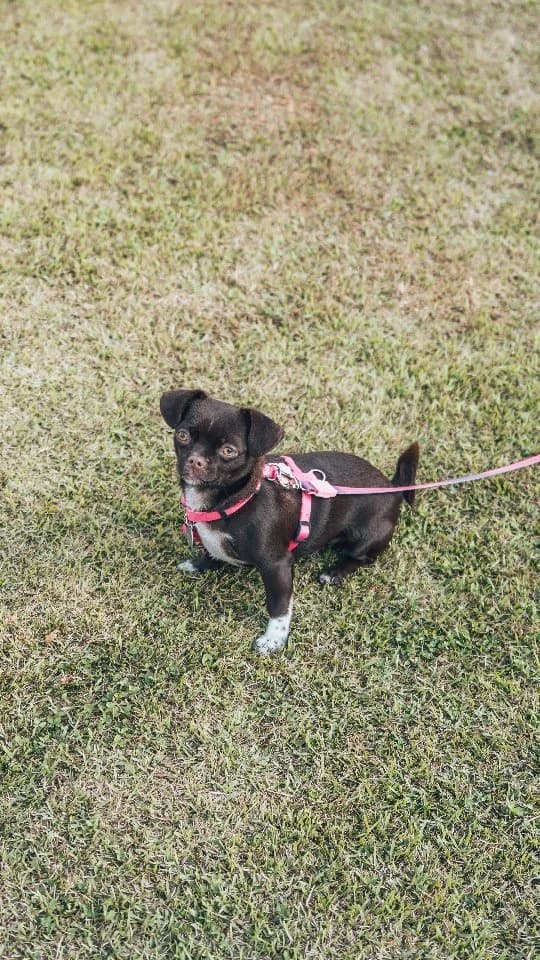 Martha em Aventura Solo