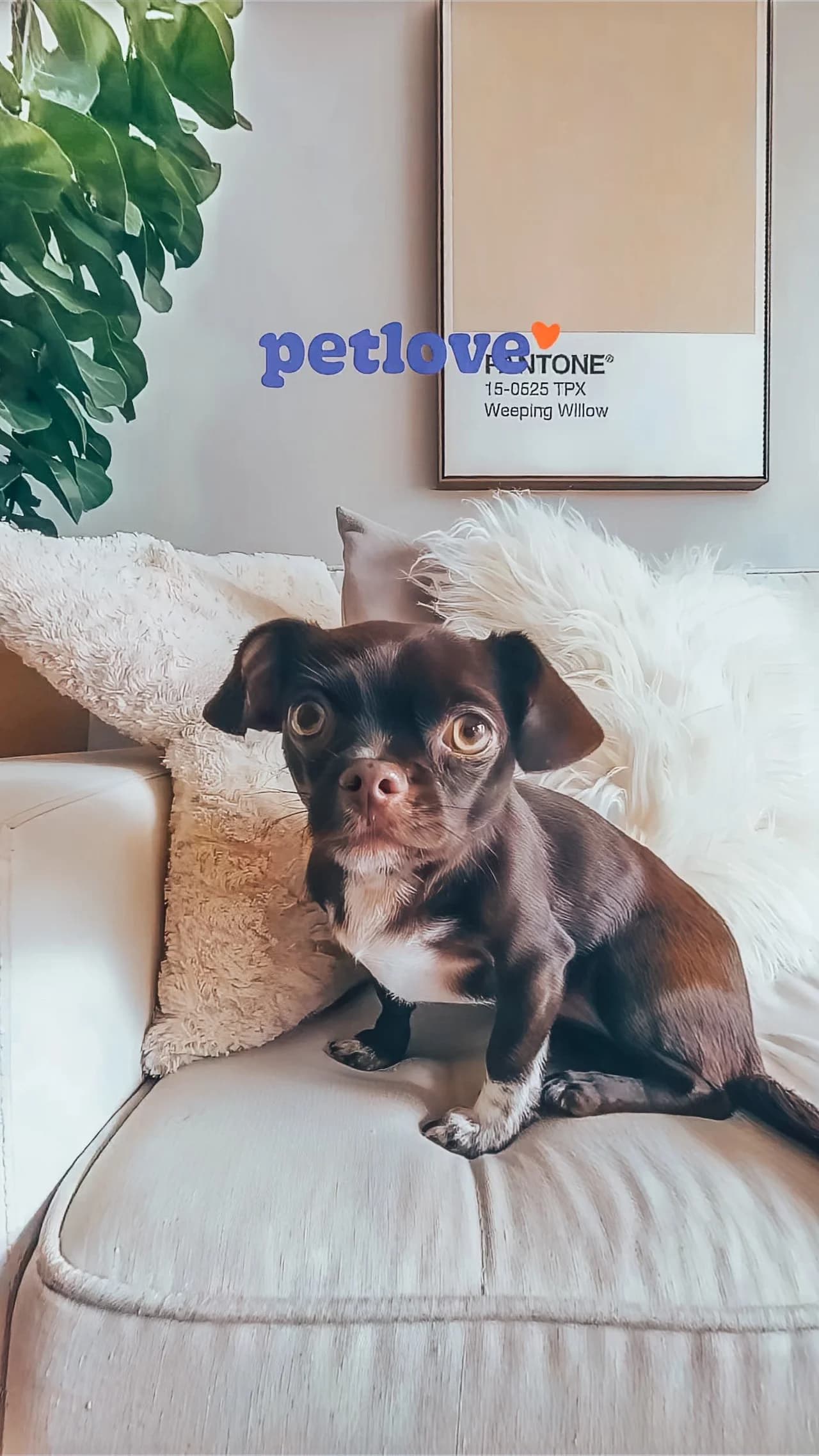 Compra programada PetLove